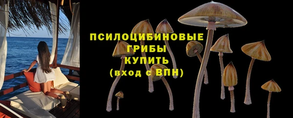 индика Новокубанск